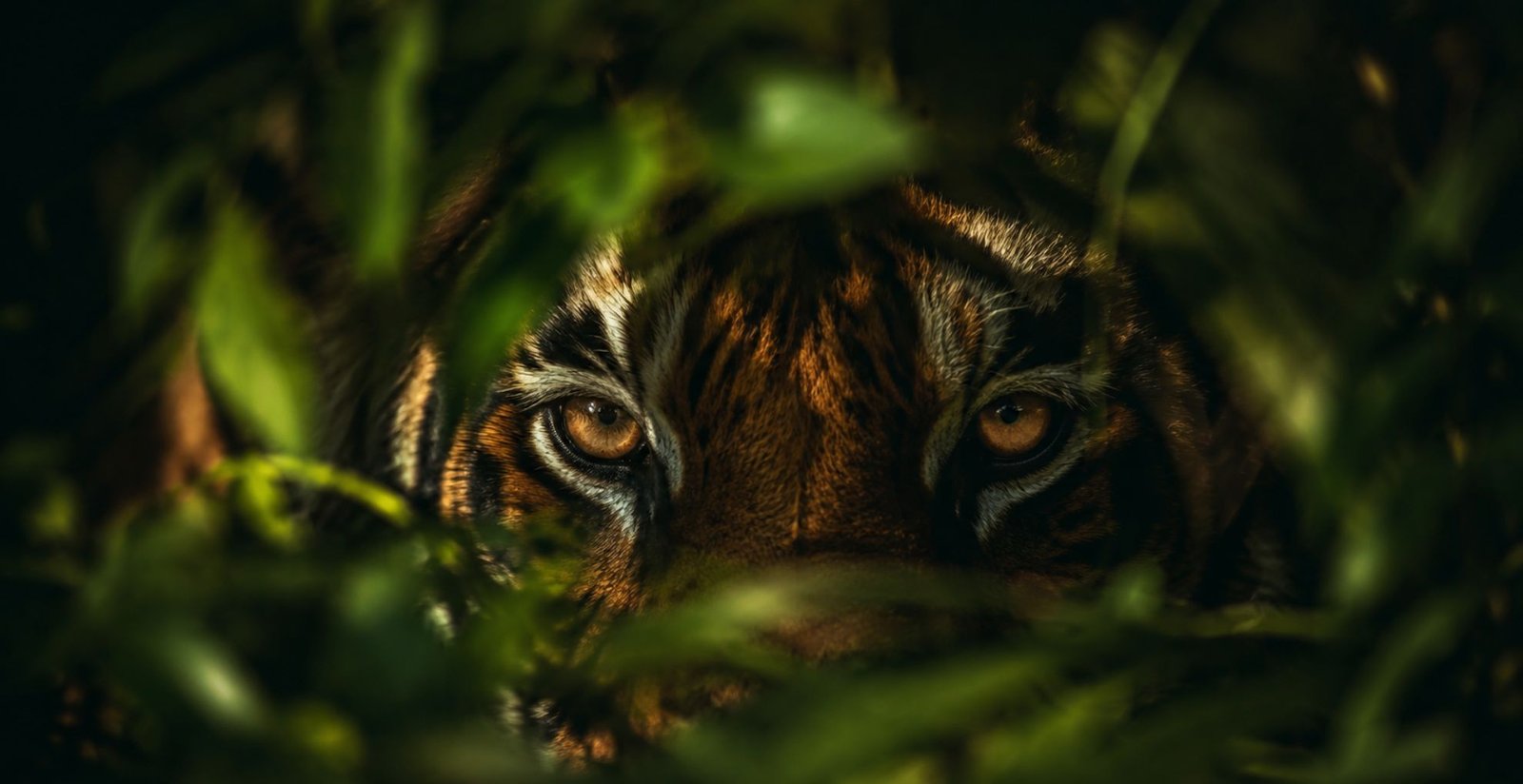 National Animal