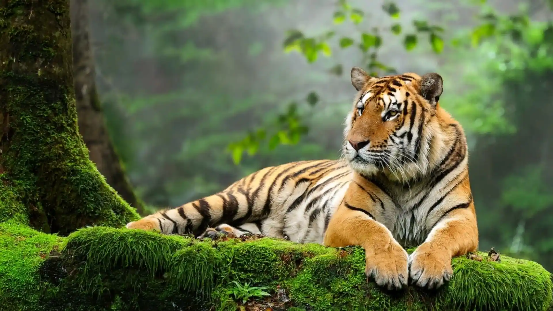 Tiger Reserves in India